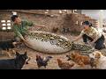 72 Hours of TERROR 😱 Giant Python With Huge Belly Invades Farm – Dogs and Chickens Panic!