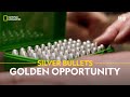 Silver Bullets Golden Opportunity | Money Meltdown | हिन्दी | Full Episode | S1-E3 | #NatGeoIndia