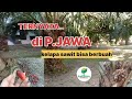 Siapa sangka..ternyata di Pulau JAWA kelapa sawit bisa berbuah