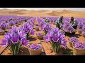 UNBELIEVABLE! They Built the World’s Largest Saffron Farm Near Iran’s Great Salt Desert