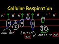 Cellular Respiration