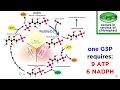 Photosynthesis: Light Reactions and the Calvin Cycle