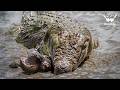 MARA RIVER WAR | Crocodile vs Hippo Battle of Africa’s Deadliest Giants | Nature Animal Documentary