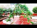 Bitter gourd is very easy to grow