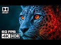 Brilliant 8K HDR at 60FPS | OLED Dolby Vision 4K–8K TV Test