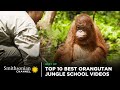 Top 10 Best Orangutan Jungle School Videos 🤩 Smithsonian Channel