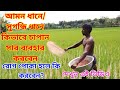 আমন ধানে ও সুগন্ধি ধানে কি চাপান সার দেবেন দেখুন এই ভিডিও||amon dhan||amon paddy||