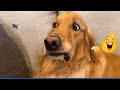 Overdramatic Dogs Who Deserve an Oscar for Real 😂 The Funniest Cat Dog Moments Compilation 🐾