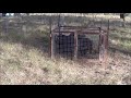 Feral pig trapping in SE Qld - June 2017