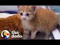 Tiny, Scared Kitten Becomes Perfect Birthday Surprise for 14-Year-Old Girl | The Dodo