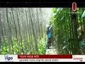Betel Leaf farmers fearing losses in Chuadanga (04-08-2017)