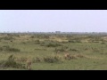 Cheetahs Hunting Jackal