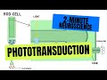 2-Minute Neuroscience: Phototransduction