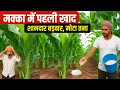 मक्का में पहली खाद | मक्का में पहली खाद | Makka me kaun si khad dalen | Makka mein khad kab dalen
