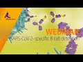 SARS-CoV-2–specific B cell detection and therapeutic antibody discovery  [WEBINAR]