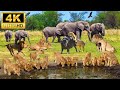 4K African Animals: Chobe National Park - Scenic Wildlife Film With Real Sounds