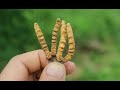 YARSAGUMBA(Keeda jadi) or Ophiocordycep Sinensis || Most Valuable Himalayan Herb || 2021