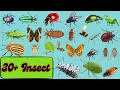 Learn Insect Names for Kids in English| 30+ Insects Names for Children Learning | Insect  vocabulary