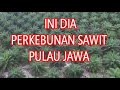 Tak Hanya Kalimantan \u0026 Sumatera Ternyata Jawa Pun Ada Perkebunan Sawit !!!!!!!