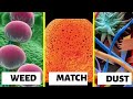 Objects under Electron an electron microscope| Part-3