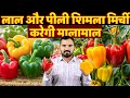 कम निवेश में बड़ा फायदा 🫑 | The Future of High-Tech Vegetable Farming! #farming #business #trending