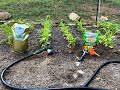 MiGardener's Trifecta Garden Fertilizer vs Dr Earth...Which one is in the lead?