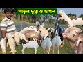 হান্নান ভাই এর খামারে ছাগল ও গাড়ল-দুম্বার কালেকশন 