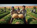 .Unbelievable! They Tried Growing Peanuts In The Desert - The Results Shocked Millions Of People
