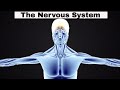 Introduction to the Nervous System