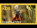 AMAZING ANIMALS! | 1 Hour | Nat Geo Kids Compilation | @natgeokids