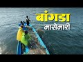 कोकणातल्या समुद्रातली बांगडा मासेमारी | Mackerel Fishing In Deep Arabian Sea