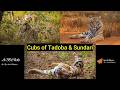 Cubs at Tadoba and Sundari's elegance | 4K | #tadoba #tigers #wildlife  #nikonindiaofficial #wild