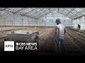 Central California farmer wants to replace workers with robots amid labor shortage