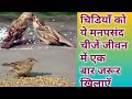 Birds Sparrow/ Feed the bird its favorite things at least once in its life/ What to feed the bird