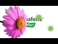 Echinaforce from A.Vogel - Boost your immunity