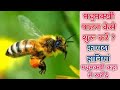 मधुमक्खी पालन कैसे शुरू करें !! how to start beekeeping in India #beginners #beekeeping #beekeeper