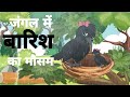 जंगल में बारिश का मौसम/BARISH KA KAHAR/HINDI KAHANI/HINDI STORY/CHIDIYA KI KAHANI.