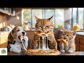 Mama Cat Takes In ABANDONED Puppy, Cooking Pizza and Make Birthday Cake For Them 🐾🍴#cat #mamacat