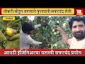 संडे स्पेशल | आयटी मधली नोकरी सोडून तरुणाने पंढरपूर परिसरात फुलवली सफरचंद शेती
