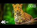 Forest Wild Animals 4K 🦌 Meditation Relaxing Music \u0026 Nature Soundscapes | Scenic Film