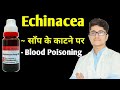 Ehinacea Angustifolia Q | Snake Bite Treatment | Blood Poisoning | Appendicitis | Boils