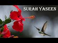 SURAH YASEEN (EXTREMELY POWERFUL QURAN) سورة ياسين