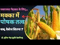 मक्का में फर्टिलाइजर्स कब व कैसे दें ? Fertilizer Management in Corn/ Maize #Maize #urea #dap #ssp