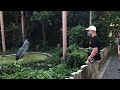 Shoebill Stork bows and makes machine gun noise !