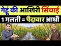 गेहूं की आखिरी सिंचाई में 1 गलती मत करना आधी पैदावार घट जाएगी | gehu me aakhri pani kab dena chahiye