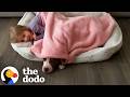 Freezing Pittie Thrown Out Of Owner's Car Is The Gentlest Baby | The Dodo