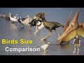 Birds Size Comparison 3D | Living and Extinct