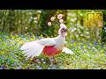 🕊️ Top 100 Most Mysterious Birds in the World 🌿 With Beautiful Songs | 4K ASMR