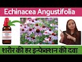 echinacea angustifolia | echinacea mother tincture | echinacea uses \u0026 symptoms