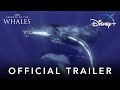 Secrets Of The Whales | Official Trailer | Disney+